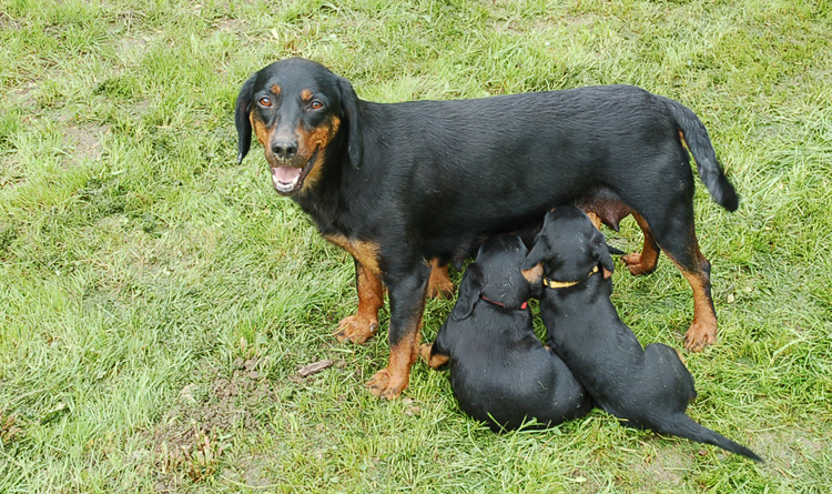 Словацкий копов с щенками