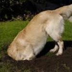 Собака роет ямы: причины и как ее отучить