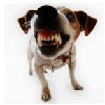 Что значит если собака скрепит зубами?
