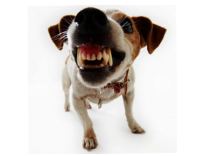 Собака скрипит зубами: что это?