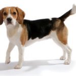Микоплазмоз у собак: симптомы, лечение, передается ли человеку