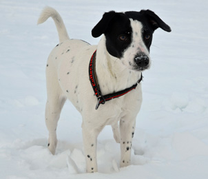 Датско-шведская фермерская собака в снегу