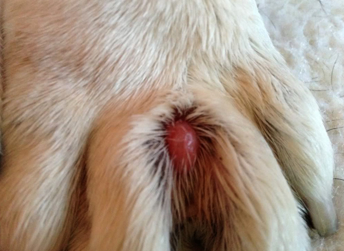 Межпальцевая грыжа у собаки лечение thumbnail