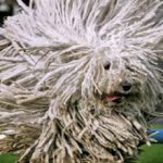 Самые пушистые породы собак: описание и фото