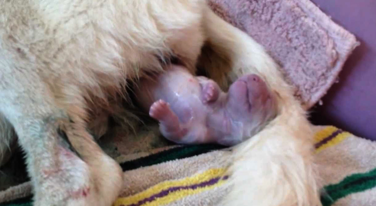Рождение щенка
