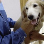 Какая должна быть норма пульса у собаки?