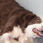 Судороги у собаки: причины, лечение и что делать