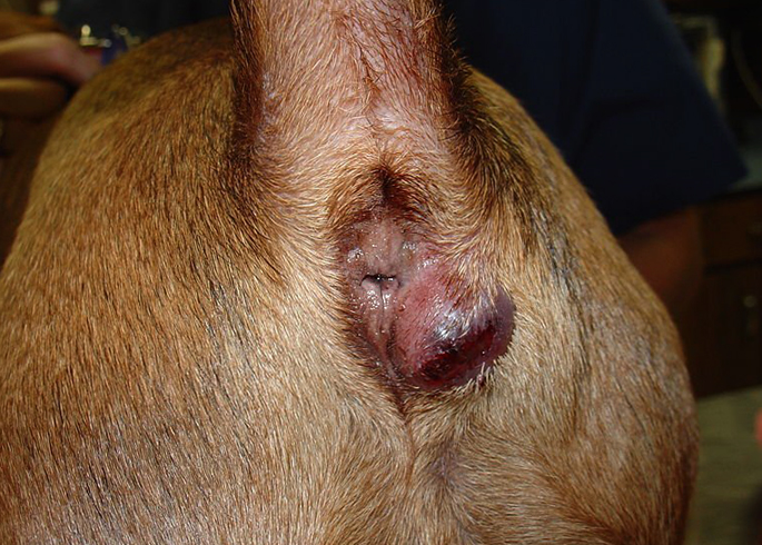 Абсцесс параанальной железы у собаки