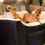 Как правильно перевезти собаку в машине