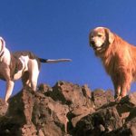Лучшие фильмы про собак: список и описание