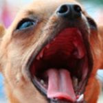 Симптомы и лечение ангины у собаки