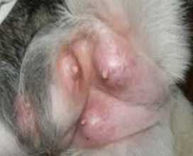 Симптомы и лечение мастопатии у собак