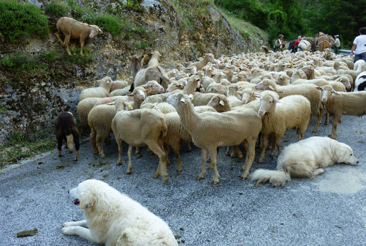 Мареммо-абруццкая овчарка с овцами