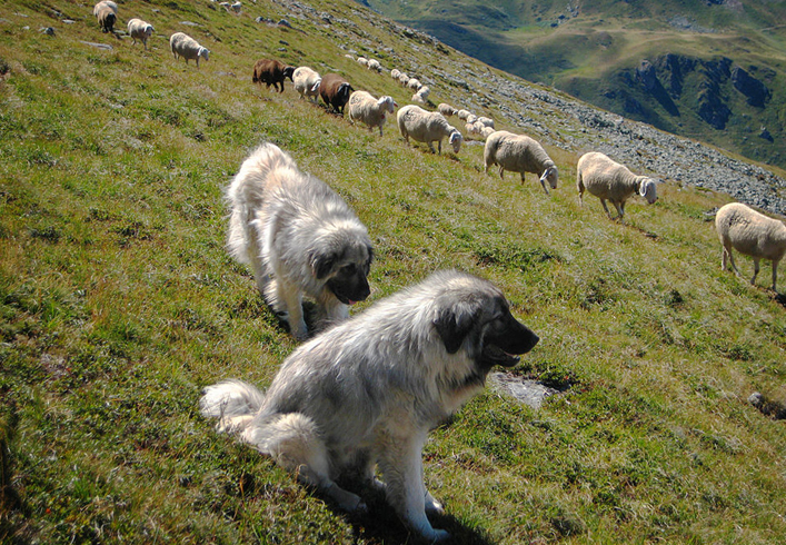 Крашские овчарки