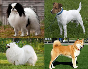 Породы японских собак