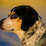 Цирроз печени у собак: симптомы и лечение
