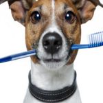 Как почистить зубы собаке в домашних условиях?