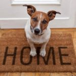 Сколько в среднем живут собаки в домашних условиях?