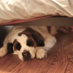 Почему собаки часто прячутся под кроватью?
