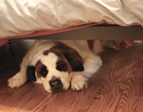 Почему собаки часто прячутся под кроватью