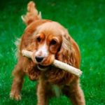 Как научить собаку команде «Апорт» — полезные советы и приемы