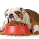 Собака худеет и ничего не ест: причины и что делать