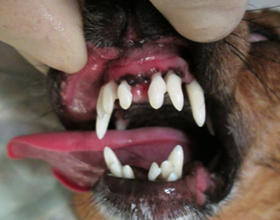 Что делать если у собаки шатаются передние зубы