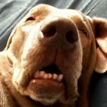 Собака храпит во сне: причины и что делать