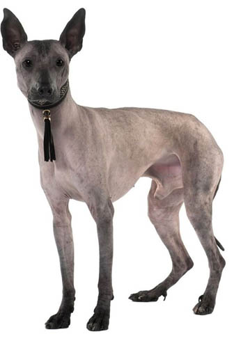 Эквадорская голая собака