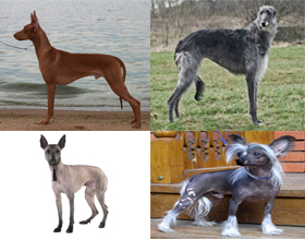Лысые породы собак с фото и названиями