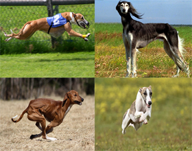 ТОП- 10 самых быстрых в мире пород собак