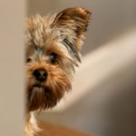 Как отучить собаку бояться людей: советы и рекомендации