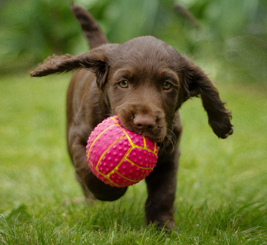 Собака и мячик