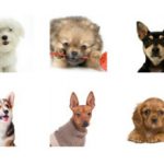 Карманные породы собак с фотографиями и названиями