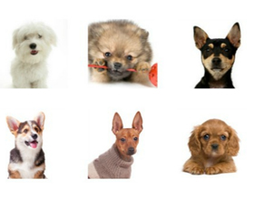 Карманные породы собак с фотографиями и названиями