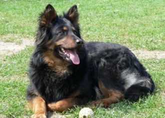 Чешская пастушья собака на травке