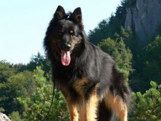 Чешская пастушья собака стоит