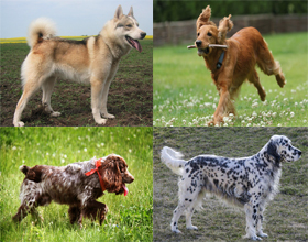 Виды Гончих Собак С Фото И Названиями