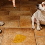 Недержание мочи у собак: причины и лечение