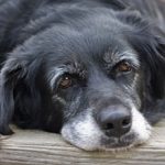 Распространенные болезни старых собак и их симптомы