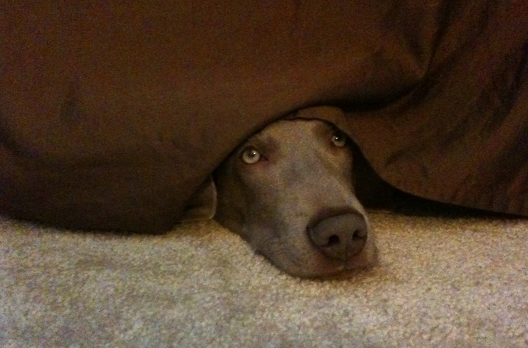 Пес прячется под кроватью