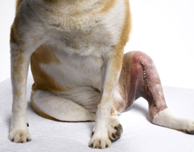 Разрыв крестовидной связки коленного сустава у собак
