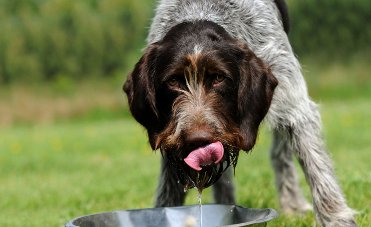 Собака пьет воду в жару