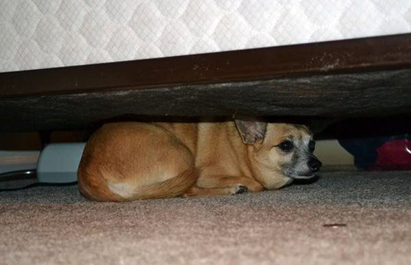Щенок под кроватью