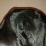 Шишка на голове у собаки: причины и что делать