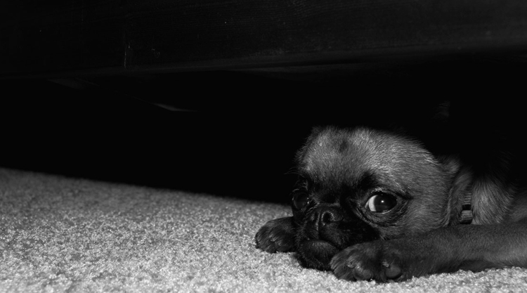 Собачка спит под кроватью