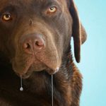 Обильное слюноотделение у собаки: причины и что делать