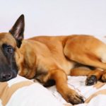 Желтуха у собак: симптомы, лечение, передается ли человеку