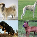 Китайские породы собак (с фотографиями и названиями)