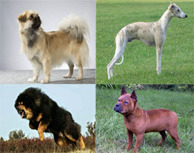 Китайские породы собак